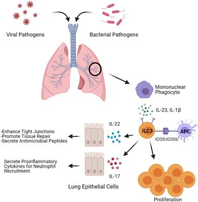 Regulation and Function of ILC3s in Pulmonary Infections